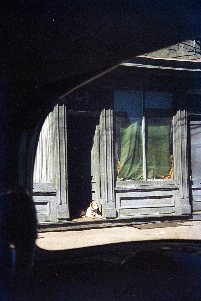 Dog in Doorway, Paterson, 1952